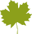 Image Hedycarya