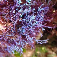 Image Chondria,  des espèces aux couleurs incroyables 