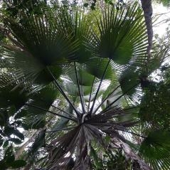 Image Palmiers de Madagascar